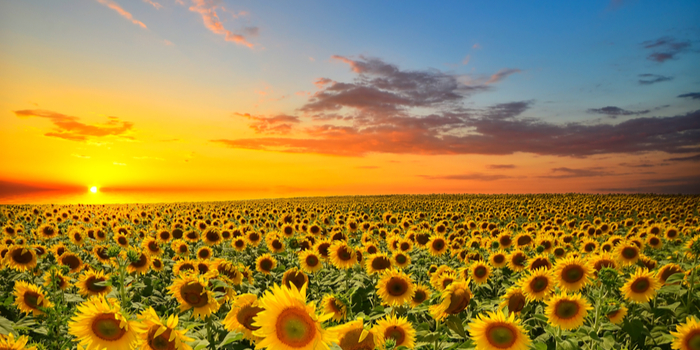 3 dingen die mensen van zonnebloemen kunnen leren: Agile, focus, teamgeest